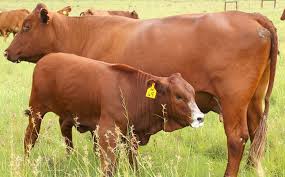 The traits measured were bw, heart girth (gr), hip height (hh) and body length (bl) and were measured at birth, 200 days, 400 days and. Why Bonsmara Cows Should Be Your First Choice