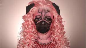 pink pug makeup transformation you