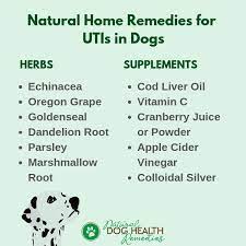 dog urinary tract infections symptoms