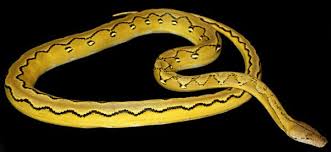 Reticulated Pythons Info Care Sheet Reptiles And