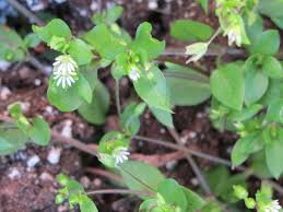 Common chickweed is an annual weed but very rapidly growing weed. What Is The Weed That Has Flowers That Look Like Tiny Daisies Quora