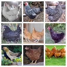 Hatching Eggs & Grown Adult Fowl for Sale | Cackle Hatchery