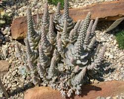 Succulent Identification Chart Growing Info Climate Zones