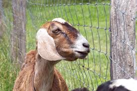 anemia in goats causes symptoms