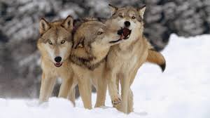 The most common type of wolf is the gray wolf, or timber wolf. Why Wolves Are Better Team Players Than Dogs Science Aaas