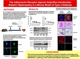Type 2 diabetes is a disorder characterized by abnormally high blood sugar levels. The Adiponectin Receptor Agonist Adiporon Ameliorates Diabetic Nephropathy In A Model Of Type 2 Diabetes American Society Of Nephrology