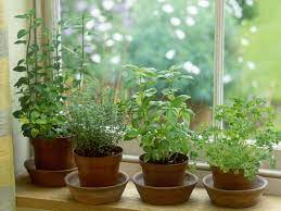 how to keep herbs alive in winter