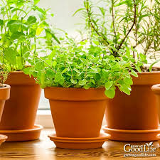 Grow Herbs Indoors Herbs That Thrive