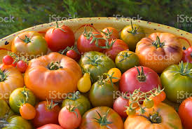 Organic Homegrown Fresh Summer Produce Heirloom Tomatoes Vegetable Harvest Stock Photo - Download Image Now - iStock