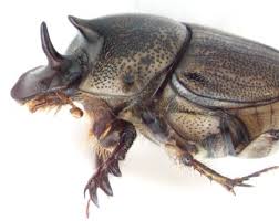 dung beetle s horns not so novel after all