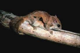Build A House For Flying Squirrels