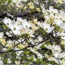 Flowering white pear tree flowers in late spring. Flowering Trees In Louisiana A Colorful Addition To Your Yard