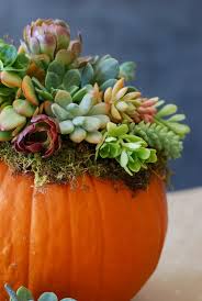 Most of my home decor is inspired by nature in some shape or form. Diy Pumpkin Succulent Harvest Decoration Simply Happenstance