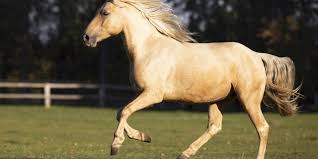Vad heter hästarnas färger?