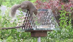 a squirrel proof bird feeder