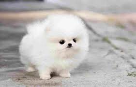toy pomeranian puppies in