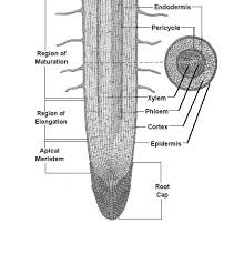 structure of root hair