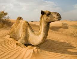 Collective nouns listanimalcollective nounin it's written contextcamelsflocka flock of camelscamelsherda herd of camelscamelstraina train of camelscaribouherda herd of caribou133. Just How Many Words Does Arabic Have For Camel By Christopher Neil Medium