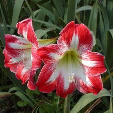 amaryllis lily dutch plant at