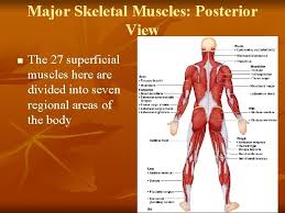 interactions of skeletal muscles n n