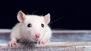 La rata blanca es un roedor muy divertido que tiene sus propios hábitos y costumbres. Este Es El Significado De Sonar Con Ratas Blancas America Noticias