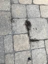 ant activity in paver patio pics