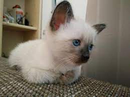 How did it grow to this point in just a little over ten years? Finding Siamese Kittens For Adoption Lovetoknow