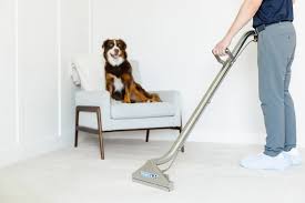 hypoallergenic dog breeds for cleaner