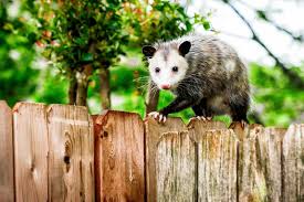 smart strategies to get rid of possums