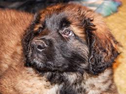 Guess the emoji challenge 90 people fail. The Leonberger A Large And Friendly Pet Dog Breed Pethelpful