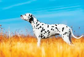 Will work for puppy breath | dalmatian puppies! Dalmatian