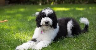 sheepadoodle dog breed complete guide