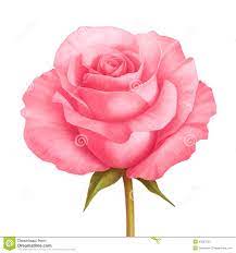 Vector L'illustrazione Del Fiore Di Rosa Rosa Isolata Su Bianco  Illustrazione Vettoriale - Illustrazione di scheda, decorativo: 50237003