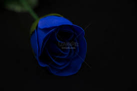 kinda blue rose hd photos