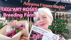part 2 ADEYTO @ Aoyama Flower Market featuring Art Roses created by YAGI  ROSE BREEDING FARM やぎバラ育種農園 - YouTube