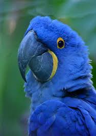 hyacinth macaw facts and care pets