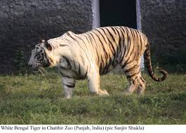 Causes For Decline In Tiger Numbers Tigers And Other Wild Cats
