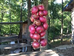 How To Hang Onions For Storage