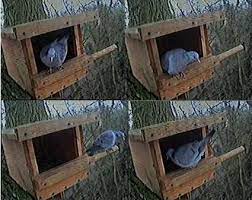 Pin On Birds Nest Boxes