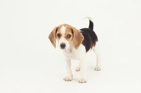 When To Change Beagles To Adult Dog Food Pets