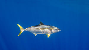 本次 tuna 协会将继续作为社区加入这一计划，提供若干项目需求。 欢迎有能力、有热情、有时间的小伙伴们参加，也欢迎 tuna 成员们提出更多需求。 Yellowfin Tuna Facts Thunnus Albacares