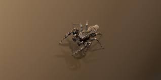 8 House Spiders Commonly Found In Florida Homes Problem