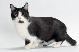 munchkin cat