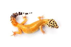leopard gecko images browse 7 561