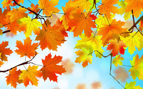 autumn leaf background 51 images