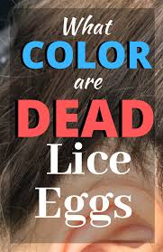 dead vs live nits color of lice eggs