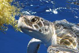 The olive ridley sea turtle is distributed throughout tropical and subtropical regions of the pacific, south atlantic, and. 10 Tremendous Turtle Facts Noaa Fisheries