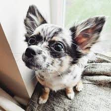 New and used items, cars, real estate, jobs, services, vacation rentals and more virtually anywhere in ontario. Luna Moonbeam Black Merle Blue Merle Longhaired Chihuahua 5 Months Old Chihuahua Puppies Beautiful Dogs Chihuahua Dogs