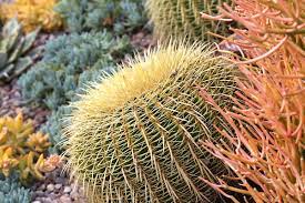 The fishhook barrel cactus grows towards the sun. Why Your Garden Needs Golden Barrels Debra Lee Baldwin