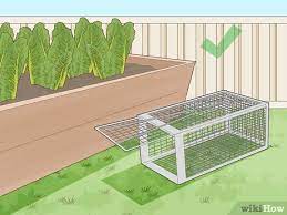 keep rats out of a vegetable garden
